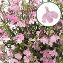 Bild von Lobelia P12 Pink
